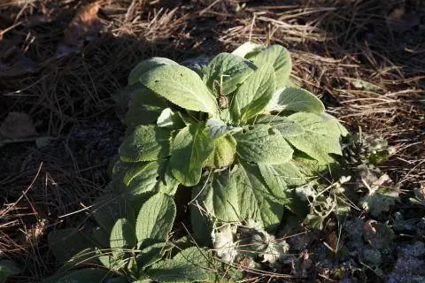 Розетка листьев наперстянки