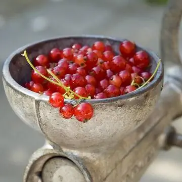 Красная смородина