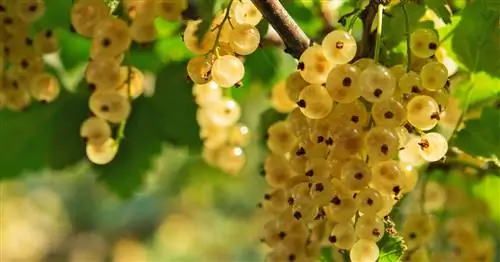 Сбор смородины: самое подходящее время