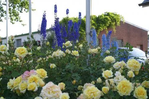 Живокость и желтая постельная роза