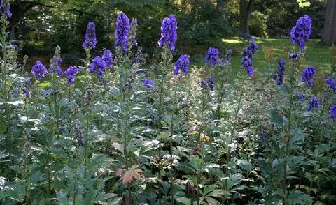 Цветущий аконит