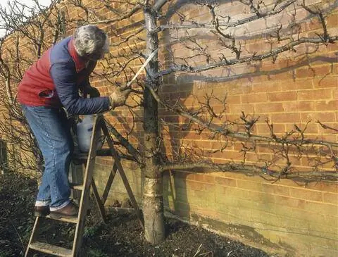 Зимний спрей против вредителей