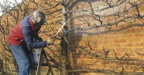 Борьба с вредителями и болезнями зимой