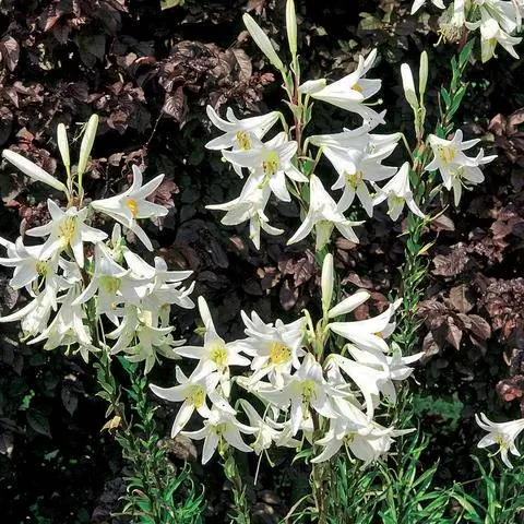 Мадонна Лили