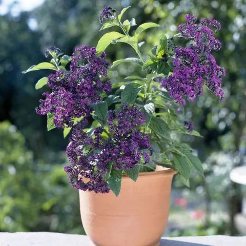 Ароматный цветок ванили