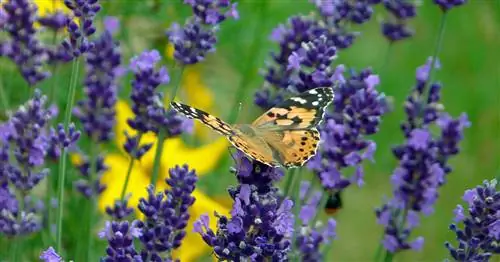 Ароматические растения: 30 лучших растений для сада и балкона