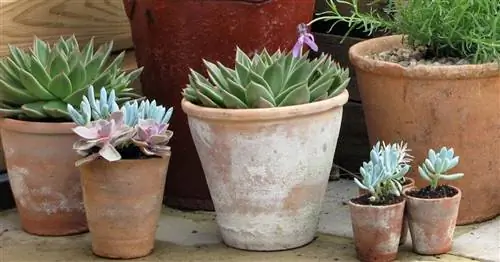 Чистка и уход за терракотовыми цветочными горшками