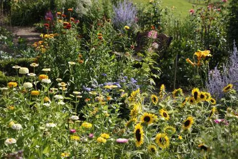 летние цветы