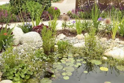 садовый пруд