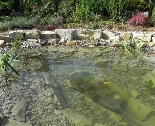 Залейте водой и посадите растения