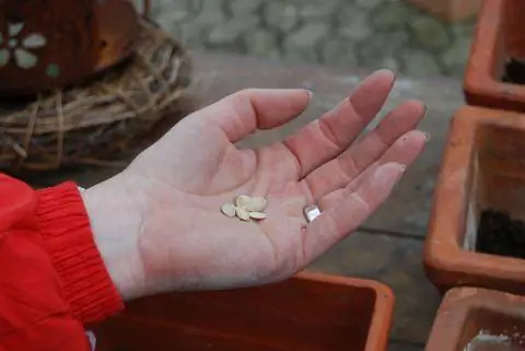 Посеять тыкву