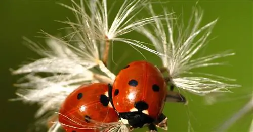 Профилактическая защита растений – естественно, без химикатов
