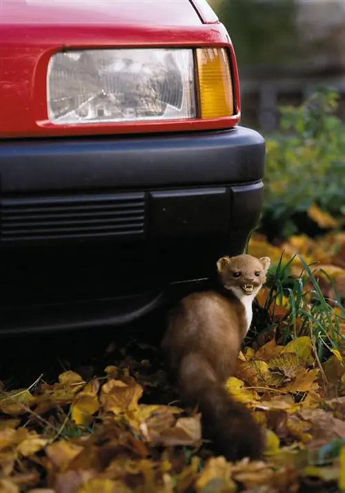 Куница перед красной машиной