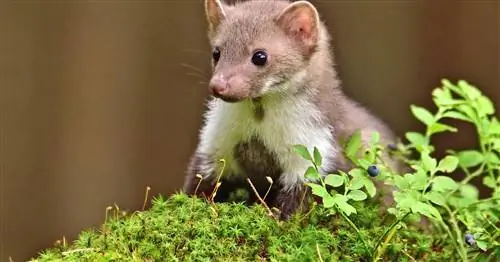 Выгнать куниц из дома и машины