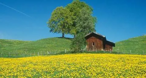 одуванчик луг