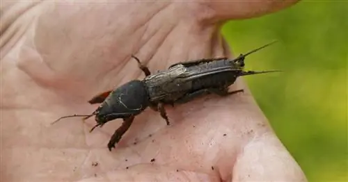 Борьба с медведками с помощью ловушек