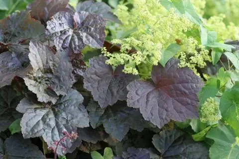 Фиолетовые колокольчики и дамская мантия