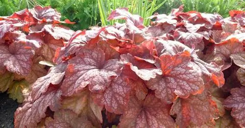 Волшебные фиолетовые колокольчики