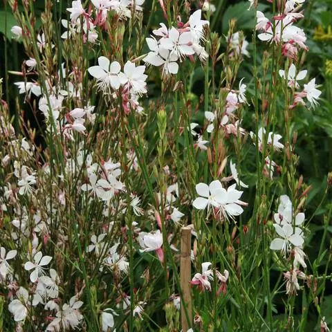 великолепие свечи