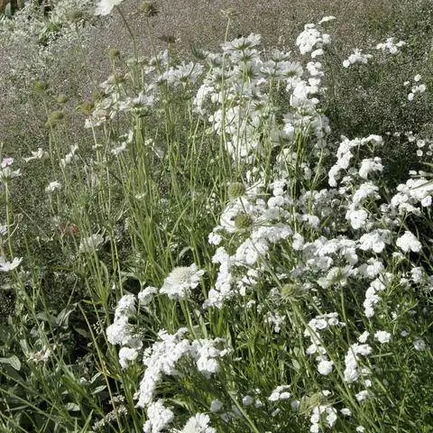 Пучок Бертрамса 'Снежок' с начинкой