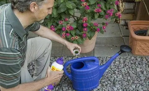 Добавьте жидкое удобрение в воду для полива