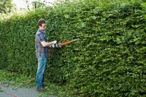 Стричь живую изгородь из граба