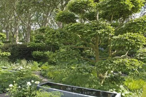 Граб как садовый бонсай