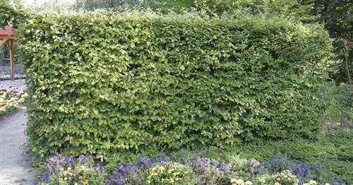 Граб: Вот как работает огранка