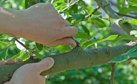 снести водяные побеги