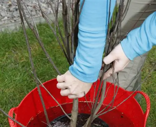 полить корневой ком