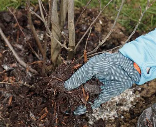 Мульчируйте прикорневую зону компостом из коры