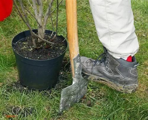 Выкопайте посадочную яму ножкой лопаты