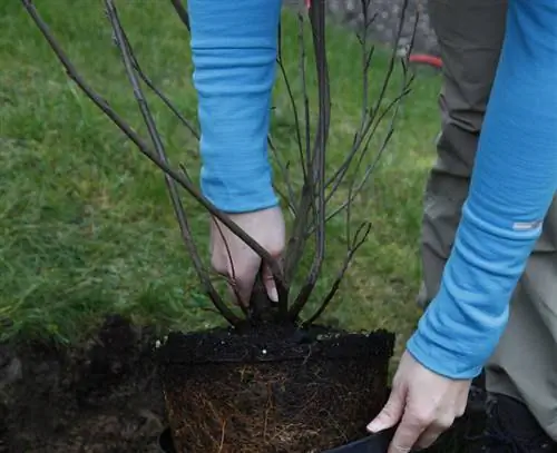 Проверьте корневой ком вручную