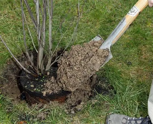 Используйте лопату для посадки груши