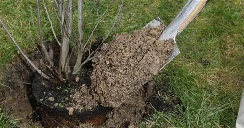 Правильно сажать сервисные груши