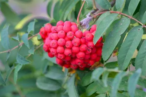 Рябина (Sorbus aucuparia)