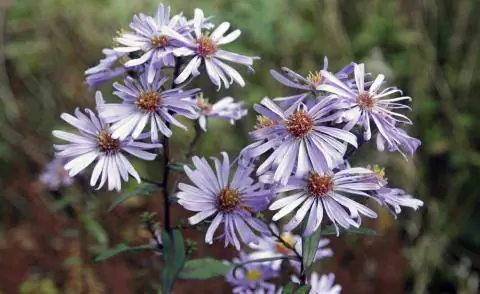 Aster laevis 'Calliope'