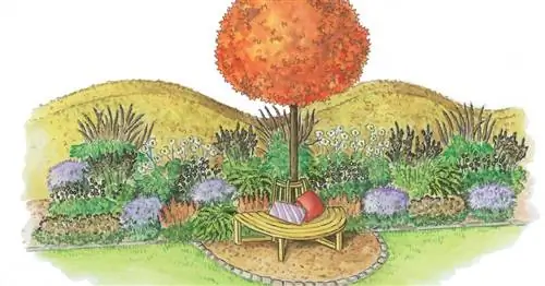 Для пересадки: место под эвкалиптом