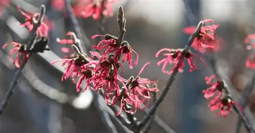 Самые красивые зимние шаровары для сада