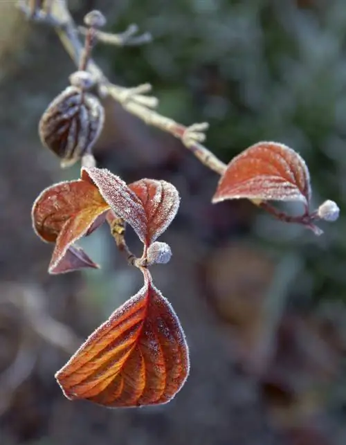 Цветущий кизил Fall Color Frost