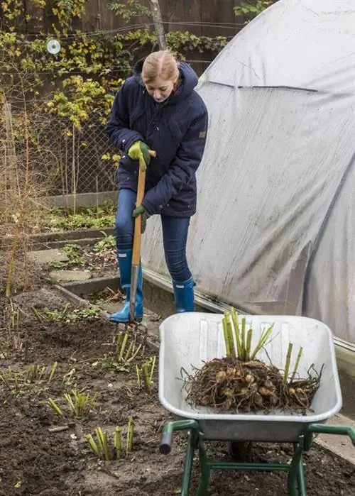выкапывать клубни