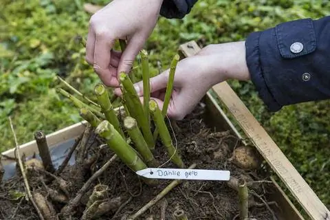 этикетка сортов