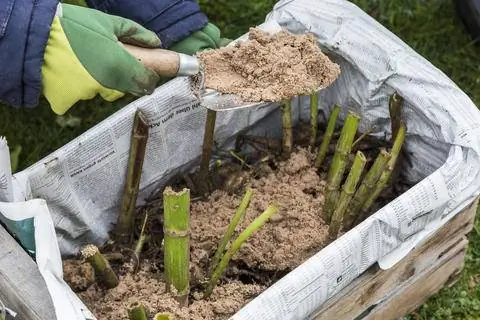 Промаркируйте клубни и перезимуйте