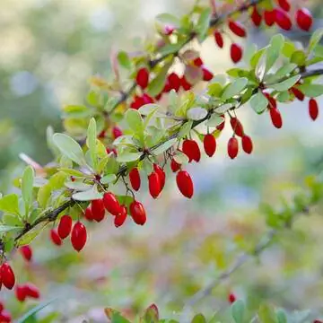 Зеленый барбарис (Berberis thunbergii) Зеленый барбарис (Berberis thunbergii)