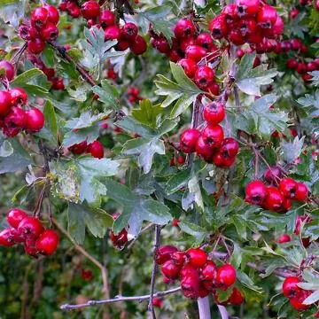 Боярышник (Crataegus) Боярышник (Crataegus)