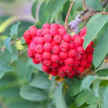Рябина европейская (Sorbus aucuparia) Рябина европейская (Sorbus aucuparia)