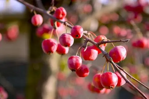 Яблоня (Malus ×zumi) Яблоня (Malus ×zumi)
