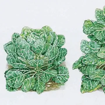 Рисунок брюссельской капусты