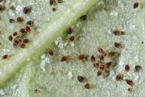 Паутинный клещ Tetranychus