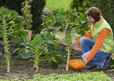 урожай брюссельской капусты